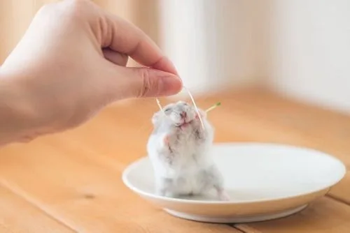 A Cute Little Tool for Safer Hamster Handling