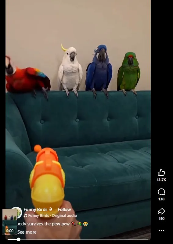 How to Make Viral Dramatic Parrot AI Videos