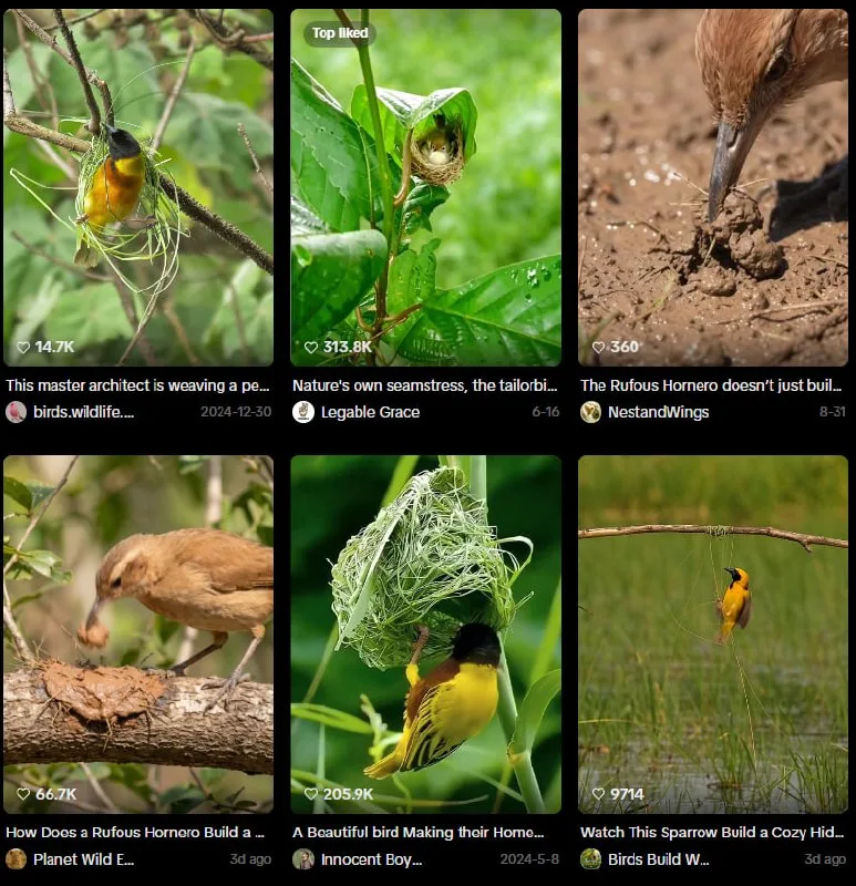 How to Make Viral Bird Nest Videos With Google Flow
